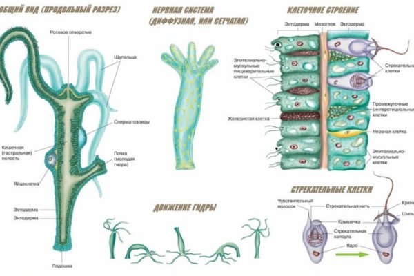 Kraken зеркало даркнет